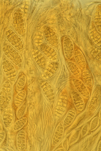 Triblidium cf. rostriforme