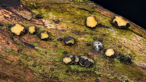 Triblidium cf. rostriforme