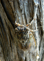 Cicada