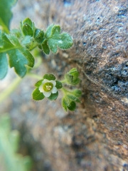 Hydrophylloideae