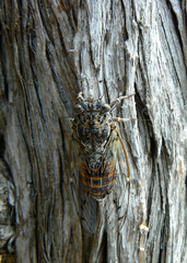Cicada