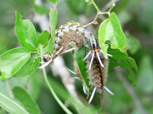 Schaus' Tussock Moth photo 5