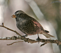 Leucosticte atrata