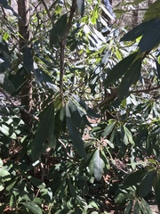 Rhododendron catawbiense