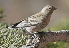 Leucosticte australis