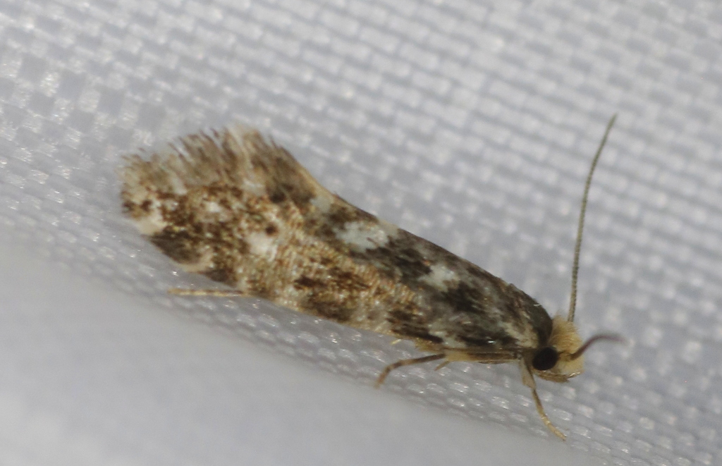 Nemapogon ophrionella