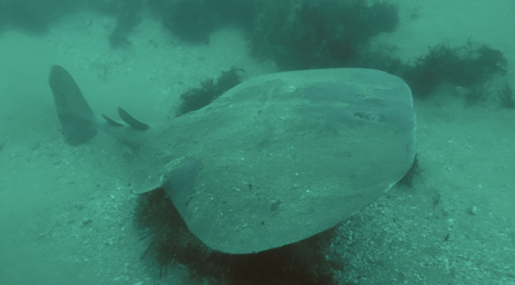 Electric Ray