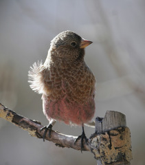Leucosticte australis