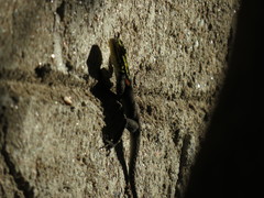 Agama planiceps