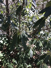 Rhododendron catawbiense