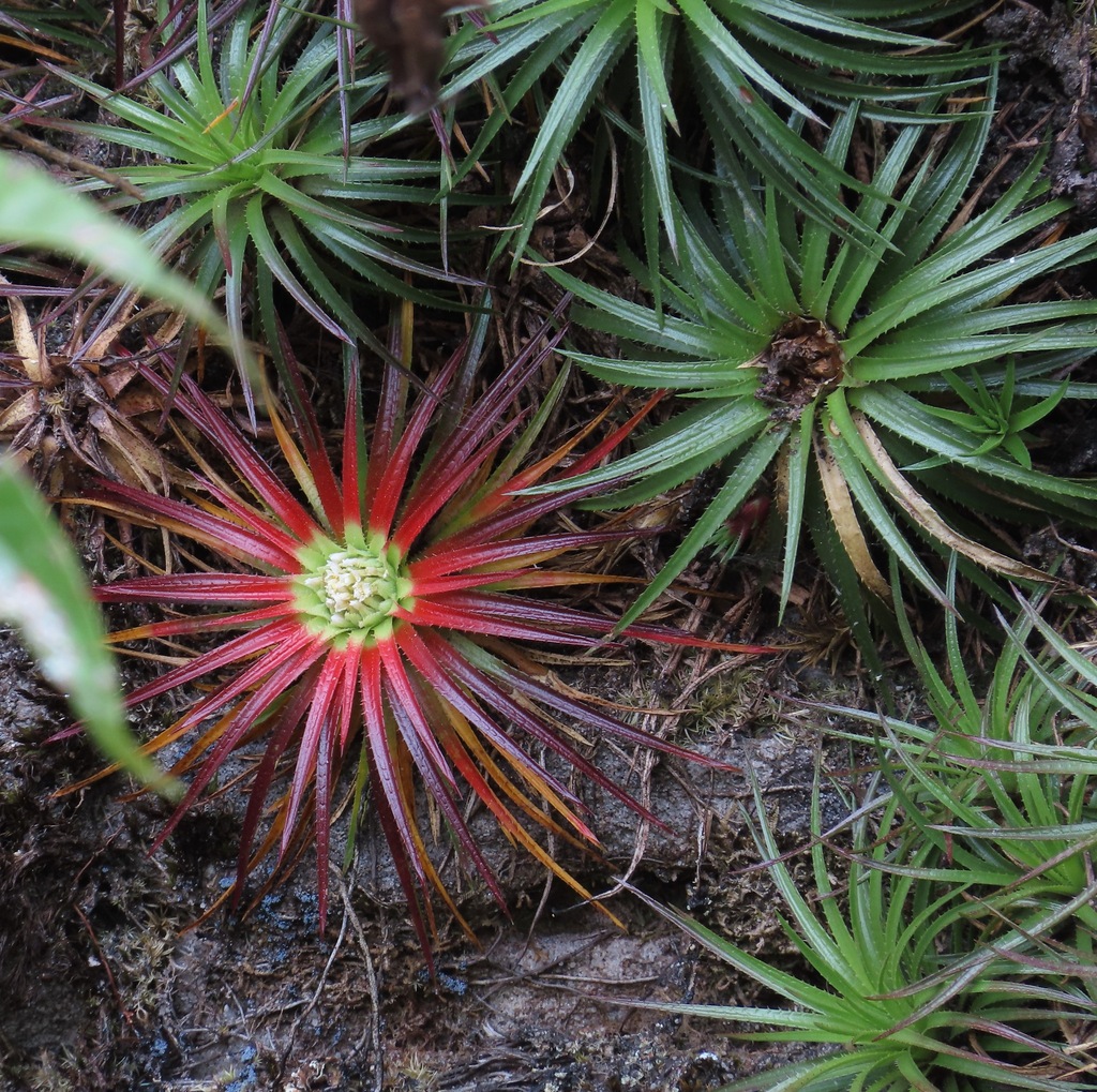 Sincoraea mucugensis