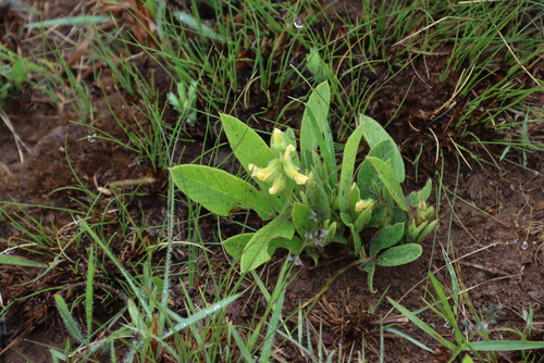 Image of Eriosema ellipticifolium by (c) Tony Rebelo, some rights reserved (CC BY-SA)