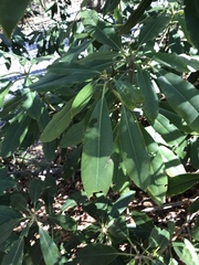 Rhododendron catawbiense