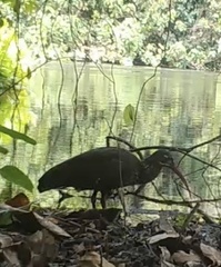 Spot-Breasted Ibis photo 2