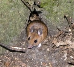 Apodemus flavicollis