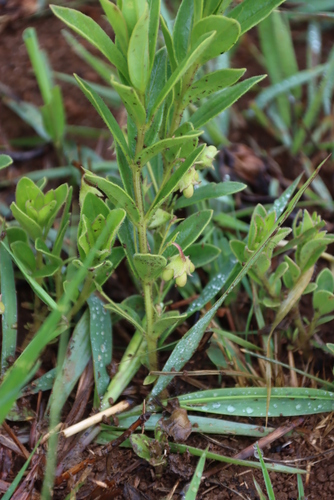 Image of Rotheca hirsuta by (c) Tony Rebelo, some rights reserved (CC BY-SA)