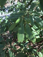 Rhododendron catawbiense