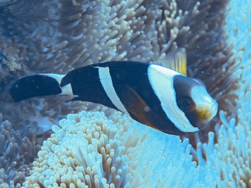 Amphiprion tricinctus observed 2023-10-13