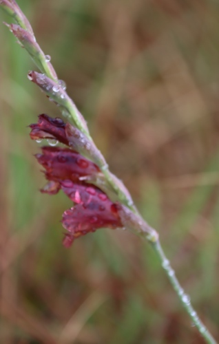 Image of Sheath Gladiolus (Gladiolus woodii) by (c) Tony Rebelo, some rights reserved (CC BY-SA)