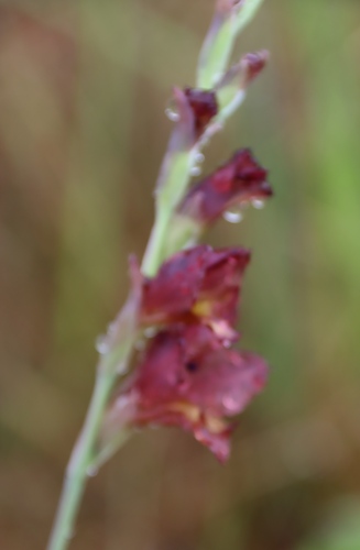 Image of Sheath Gladiolus (Gladiolus woodii) by (c) Tony Rebelo, some rights reserved (CC BY-SA)