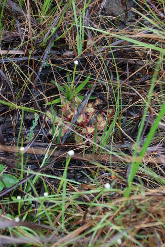 Drosera collinsiae