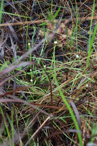 Drosera collinsiae