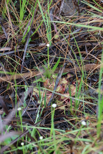 Drosera collinsiae