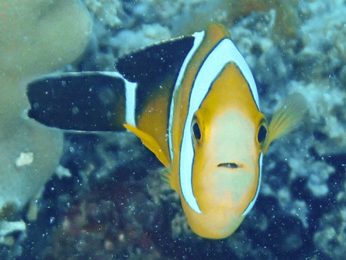 Amphiprion tricinctus observed 2023-09-29