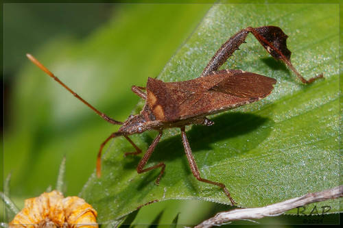 Brown Chilean Leaf-footed Bug