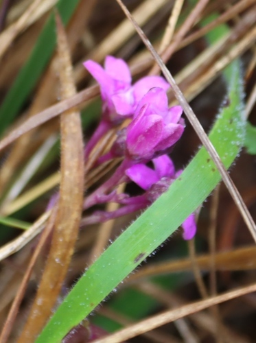Image of Raphionacme hirsuta by (c) Tony Rebelo, some rights reserved (CC BY-SA)