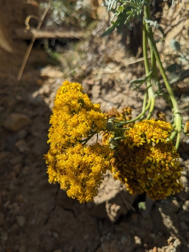 Image of Nevin's Woolly Sunflower (Constancea nevinii) by (c) Aaron Kreisberg, some rights reserved (CC BY)