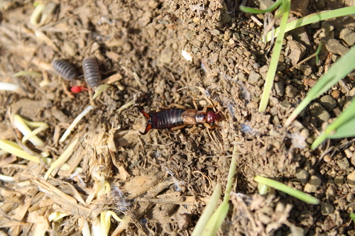 Forficula aeolica