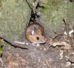 Apodemus flavicollis