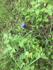 Dipterostemon capitatus