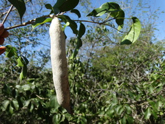 Adenocalymma inundatum