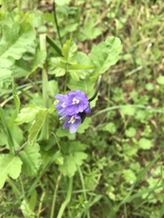 Dipterostemon capitatus