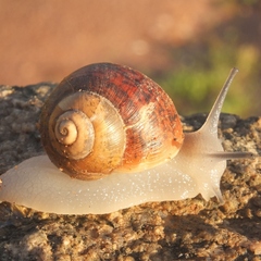 Trigonephrus