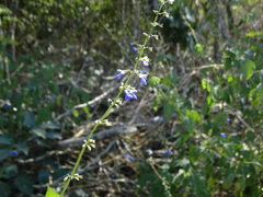 Salvia languidula