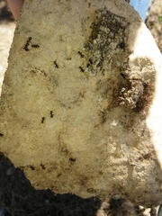 Lasius grandis
