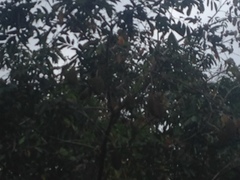 Amphilophium crucigerum