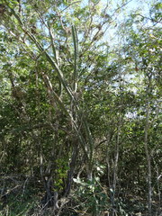 Stenocereus standleyi