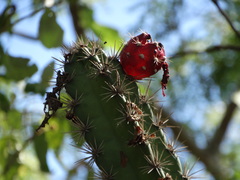 Stenocereus standleyi