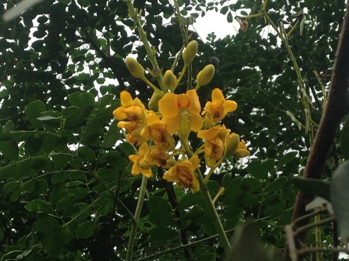 Image of Tara cacalaco by (c) Tereso Hernández Morales, some rights reserved (CC BY)