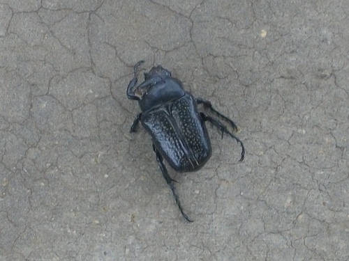 Bricoptis