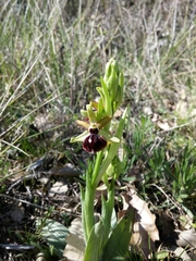 Ophrys sphegodes passionis