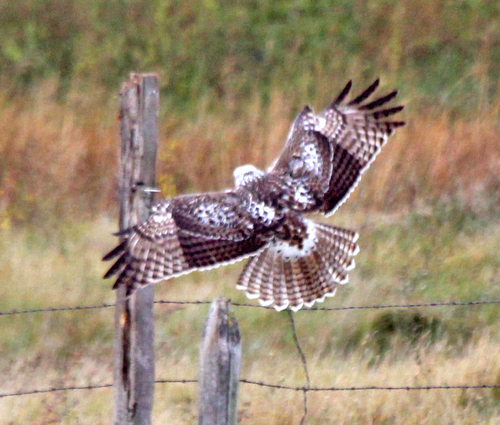 Red-tailed Hawk photographed in North Dakota