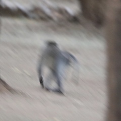 Chlorocebus aethiops