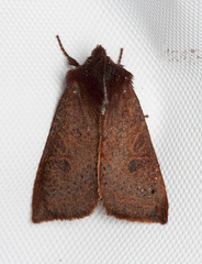 Orthosia transparens