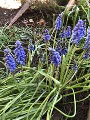 Muscari armeniacum