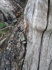 Epicauta niveolineata